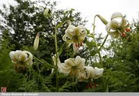 Citeşte mai departe: Floarea Sousan-e Chehel Cheraagh (گل سوسن چلچراغ گونه ای)